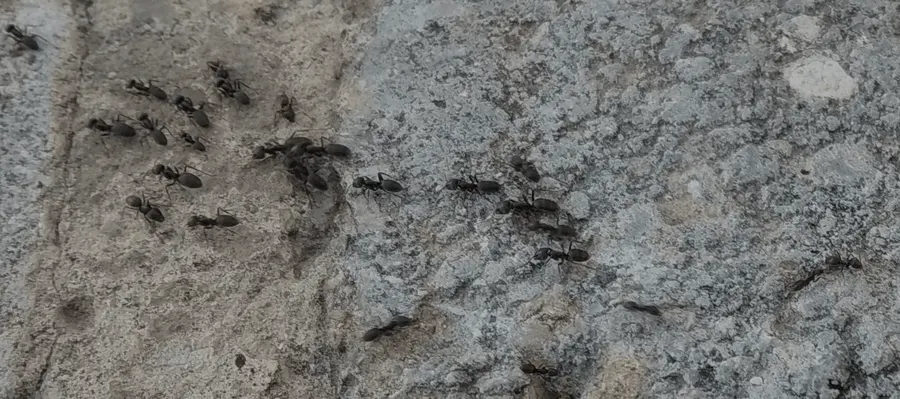 Trail of ants on stone