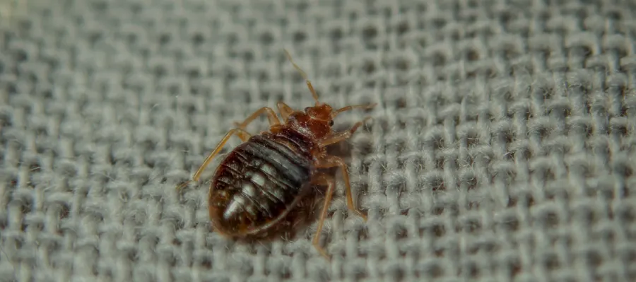 Close-up of a bed bug on fabric