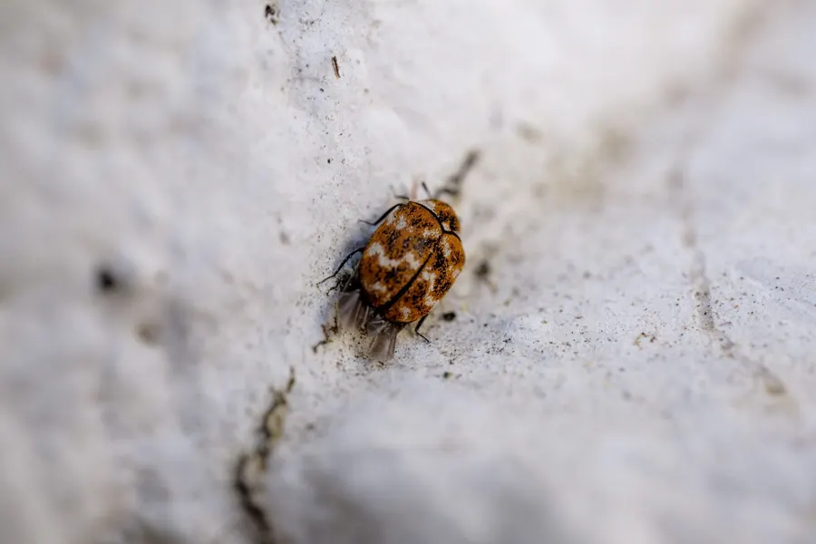 Close-up of a flea on a wood surface