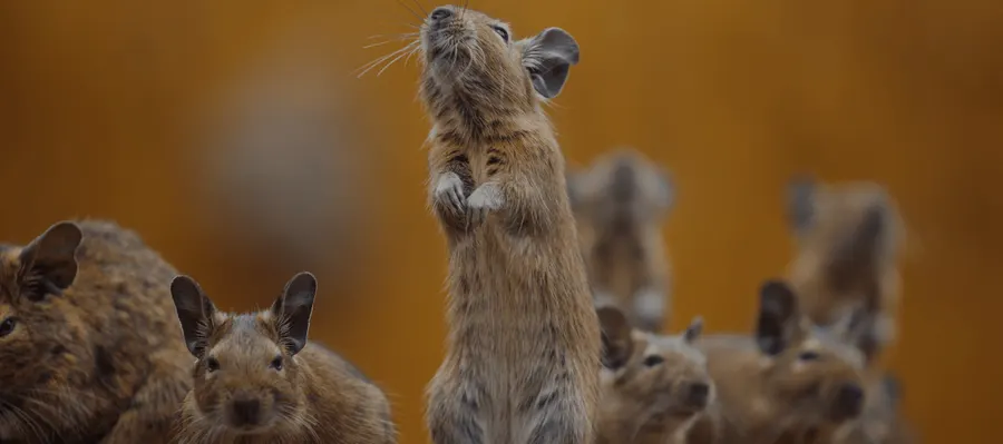 Mouse standing on its hind legs