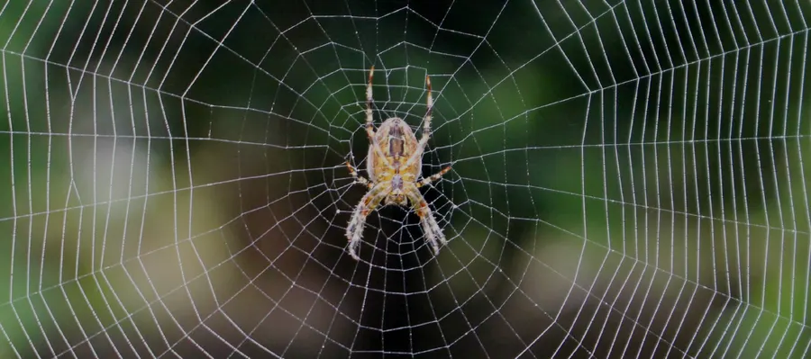 Spider at the centre of its web