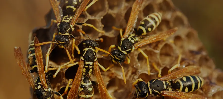 Wasps on their nest