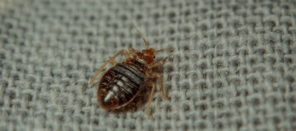 bed bug