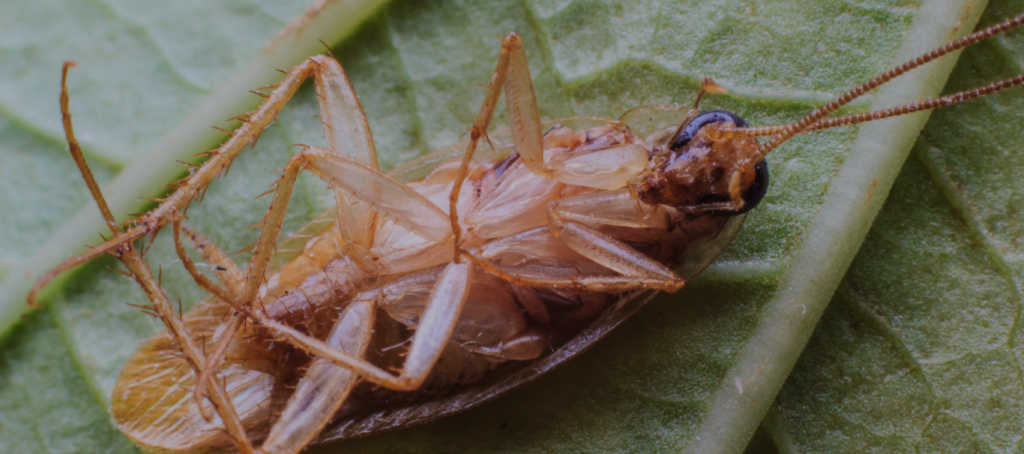 Cockroach pest control