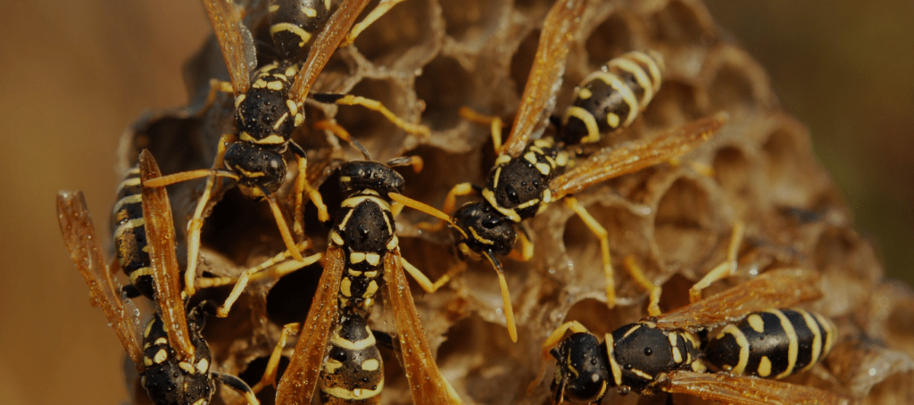 Wasp Nest