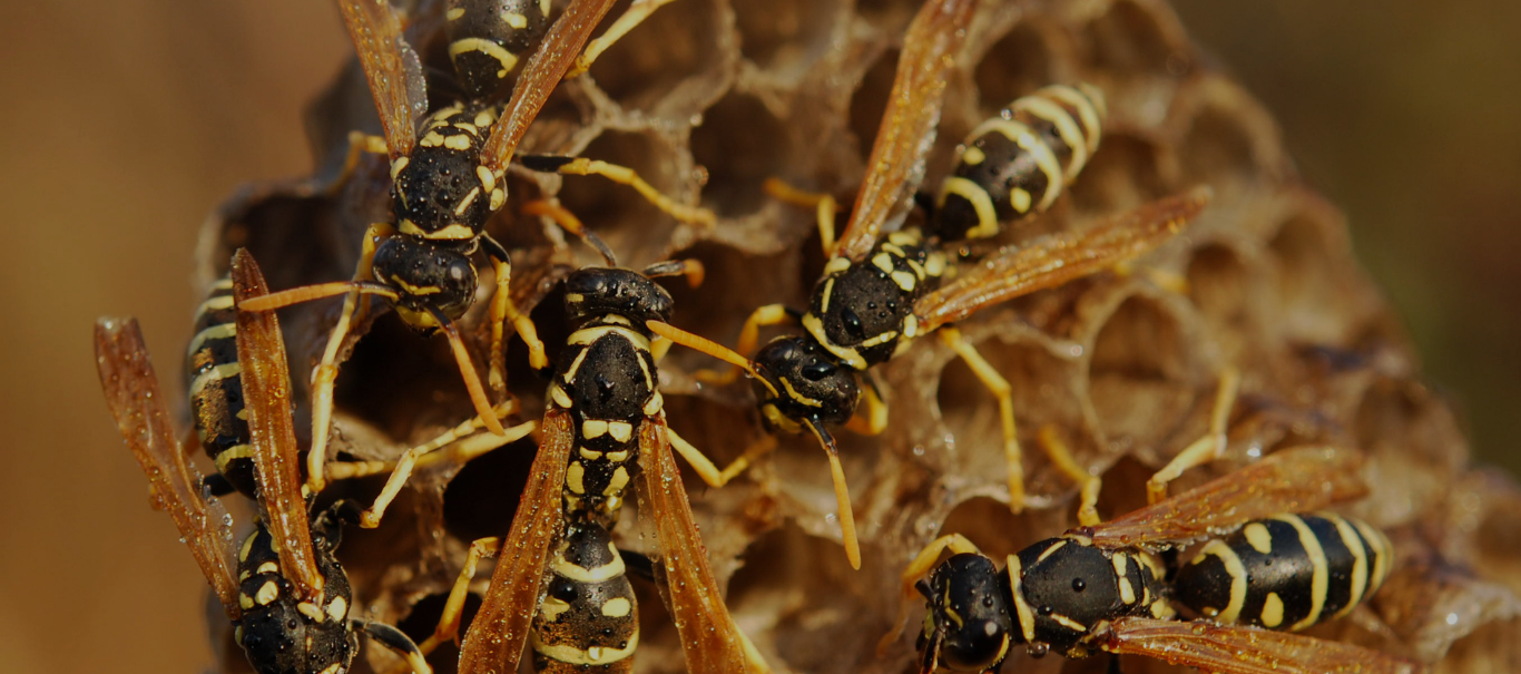 Wasp Nest