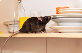 Fenix Pest Solutions|pest-control