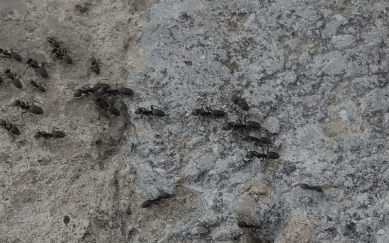 Ant removal services