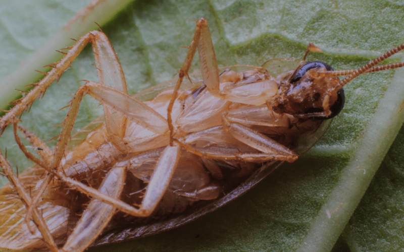 Cockroach pest control