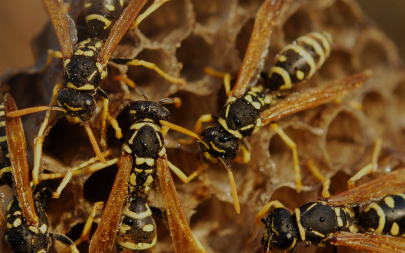 Wasp Nest