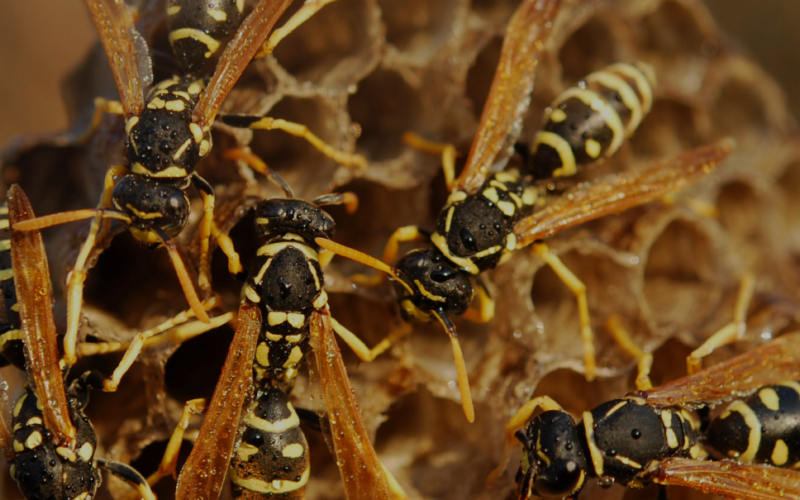 Wasp Nest